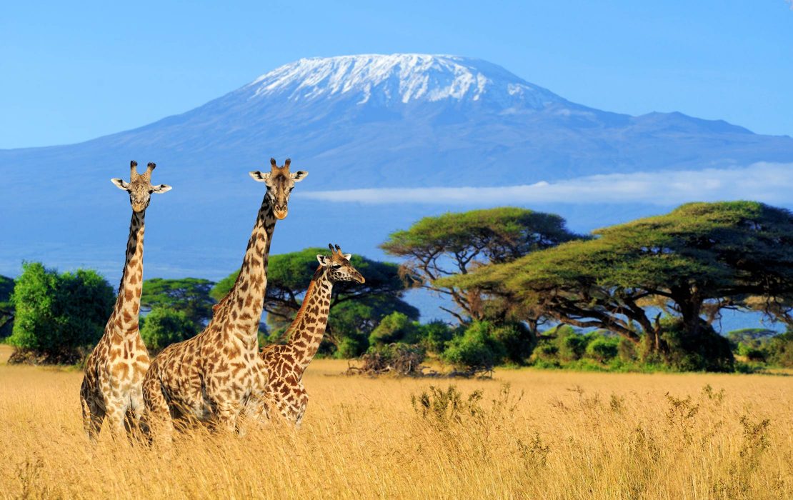 mt-kilimanjaro