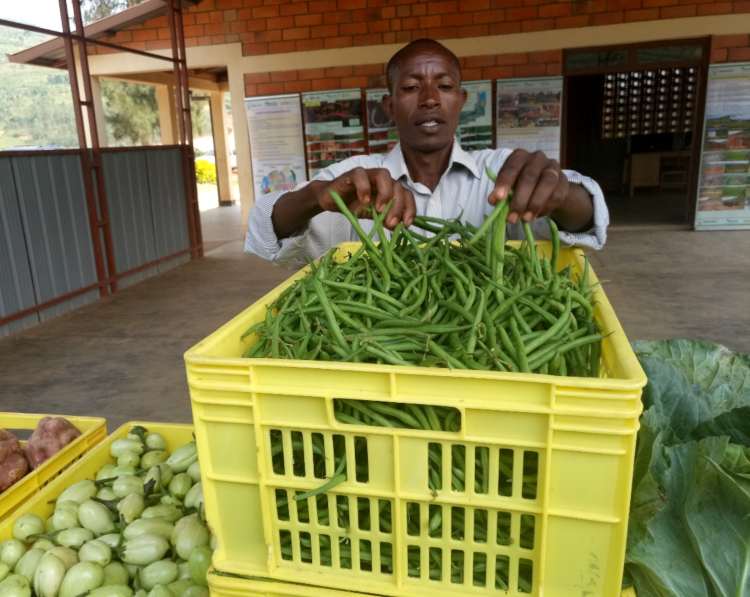 South Korea Partners With Rwanda To Improve Rural Agriculture 3 A farmer arranging beans in crates -