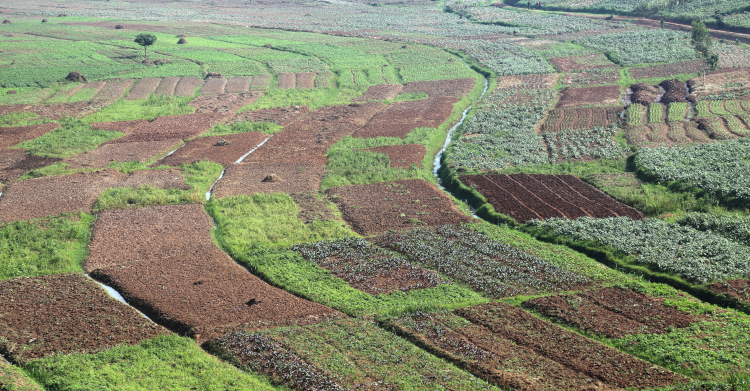 South Korea Partners With Rwanda To Improve Rural Agriculture 4 The Kajevuba Marshland in Gasabo district