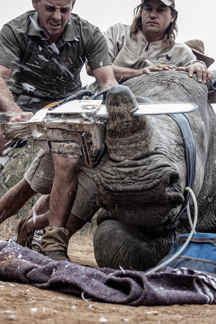 This rhino is being dehorned in an attempt to protect it from being poached. With the current severe level of poaching, experts recommend that rhinos should be dehorned every 12-24 months to effectively deter hunters. Photograph: Neville Ngomane/2019 Ciwem environmental photographer of the year