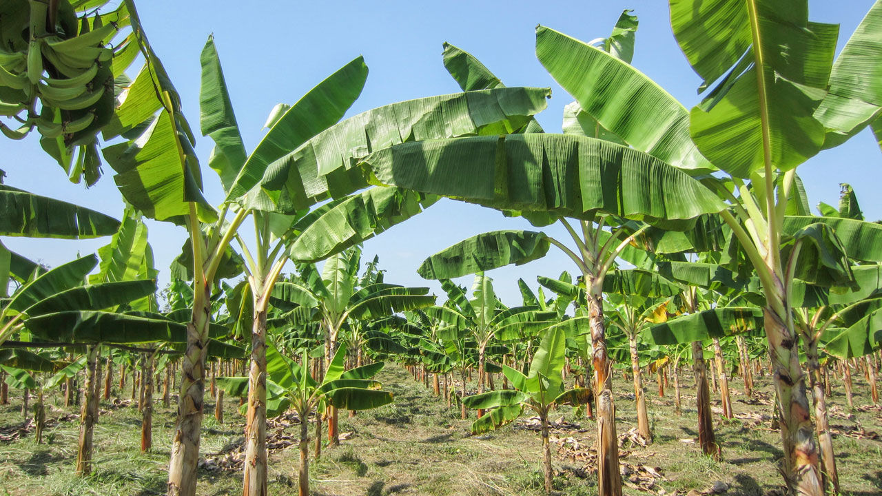 Unraveling The Mystery Behind Uganda’s Banana Disease 1 Unraveling The Mystery Behind Uganda%E2%80%99s Banana Disease