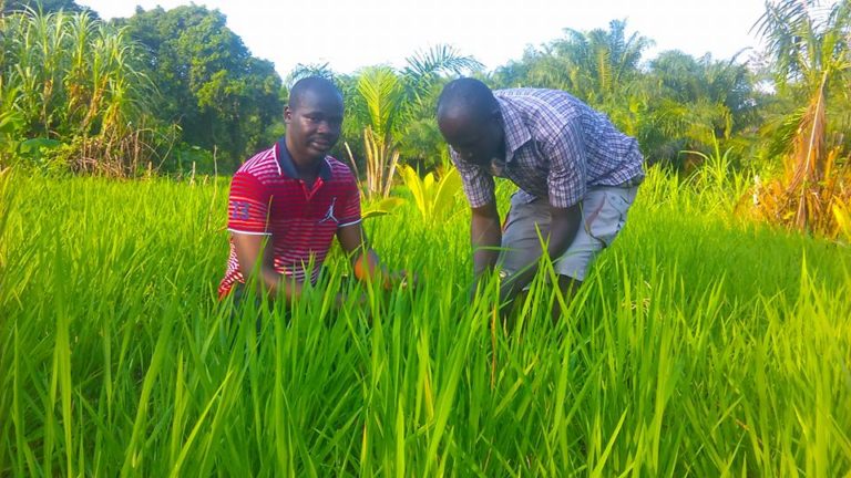 Rice Farmers In Ghana Are Richer Due To Coronavirus - African Vibes