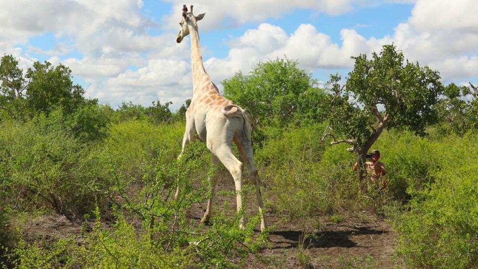White Giraffe in its Kenyan conservancy
