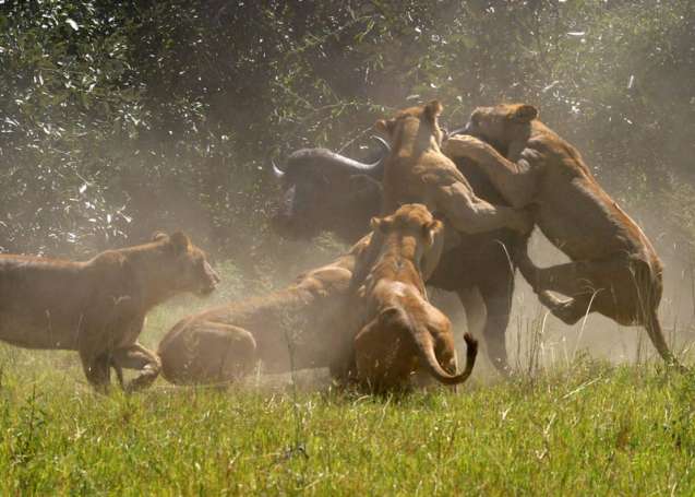 Africa travel- Lions