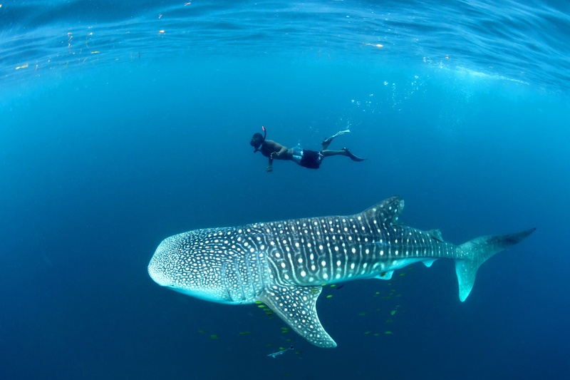 whale sharks in Mafia Island