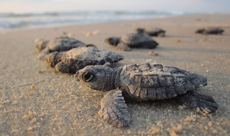 Africa travels - Sea turtles