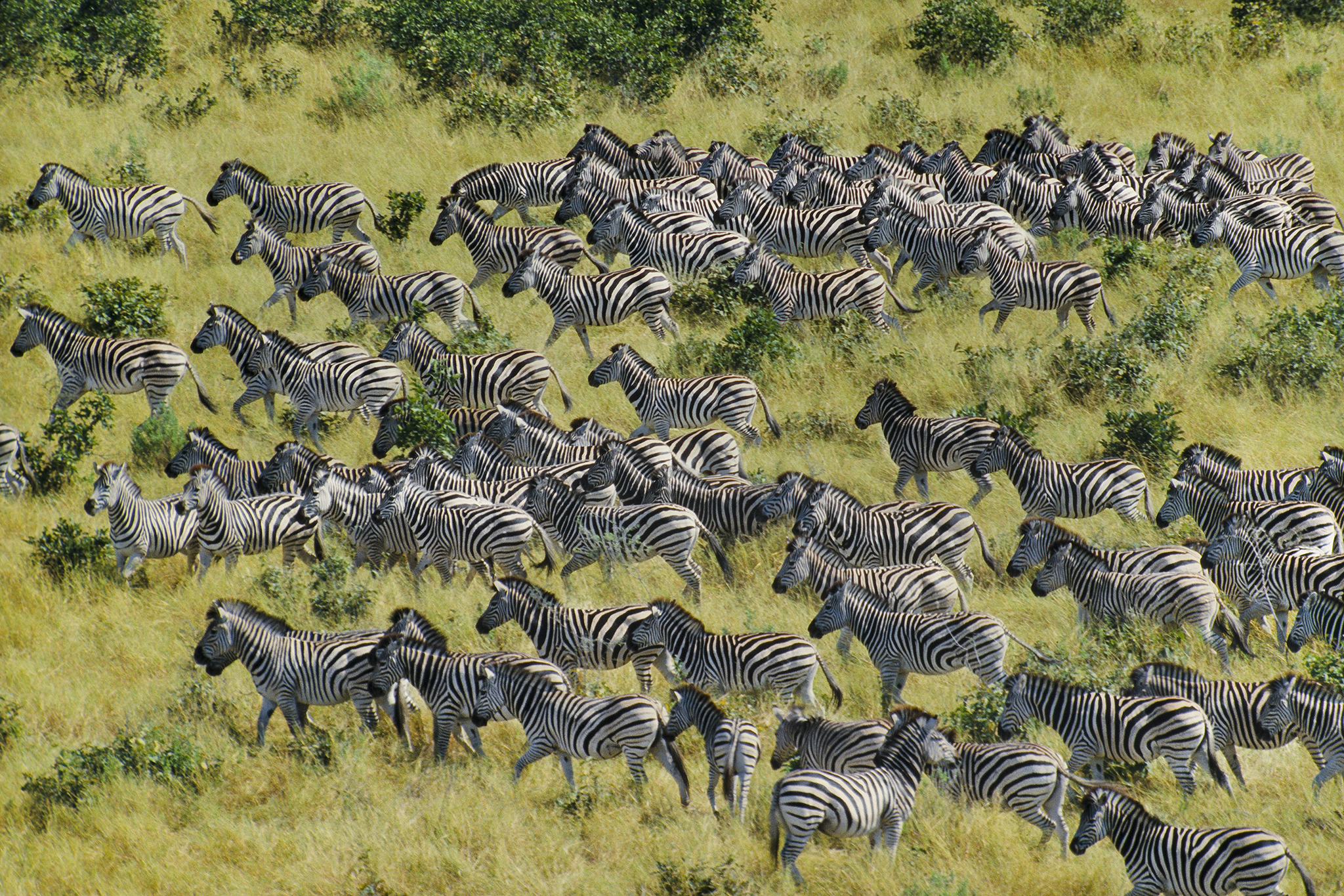 Africa travel - Migrating Zebras