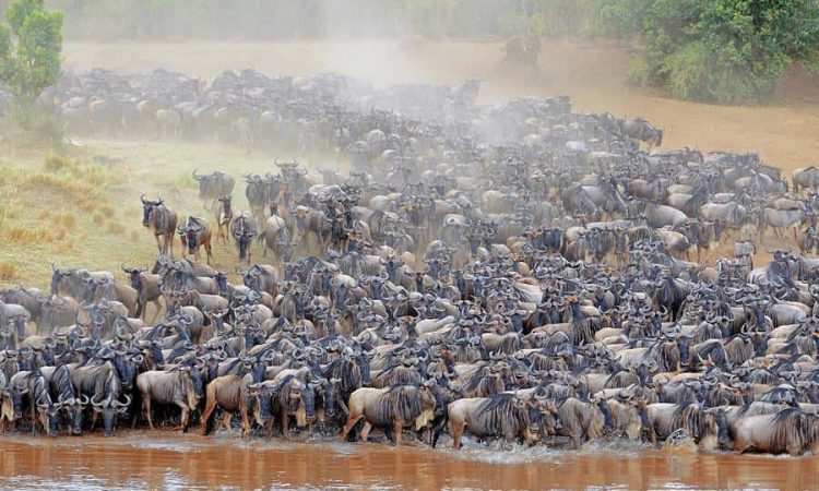 Africa travel-Wildebeest herd