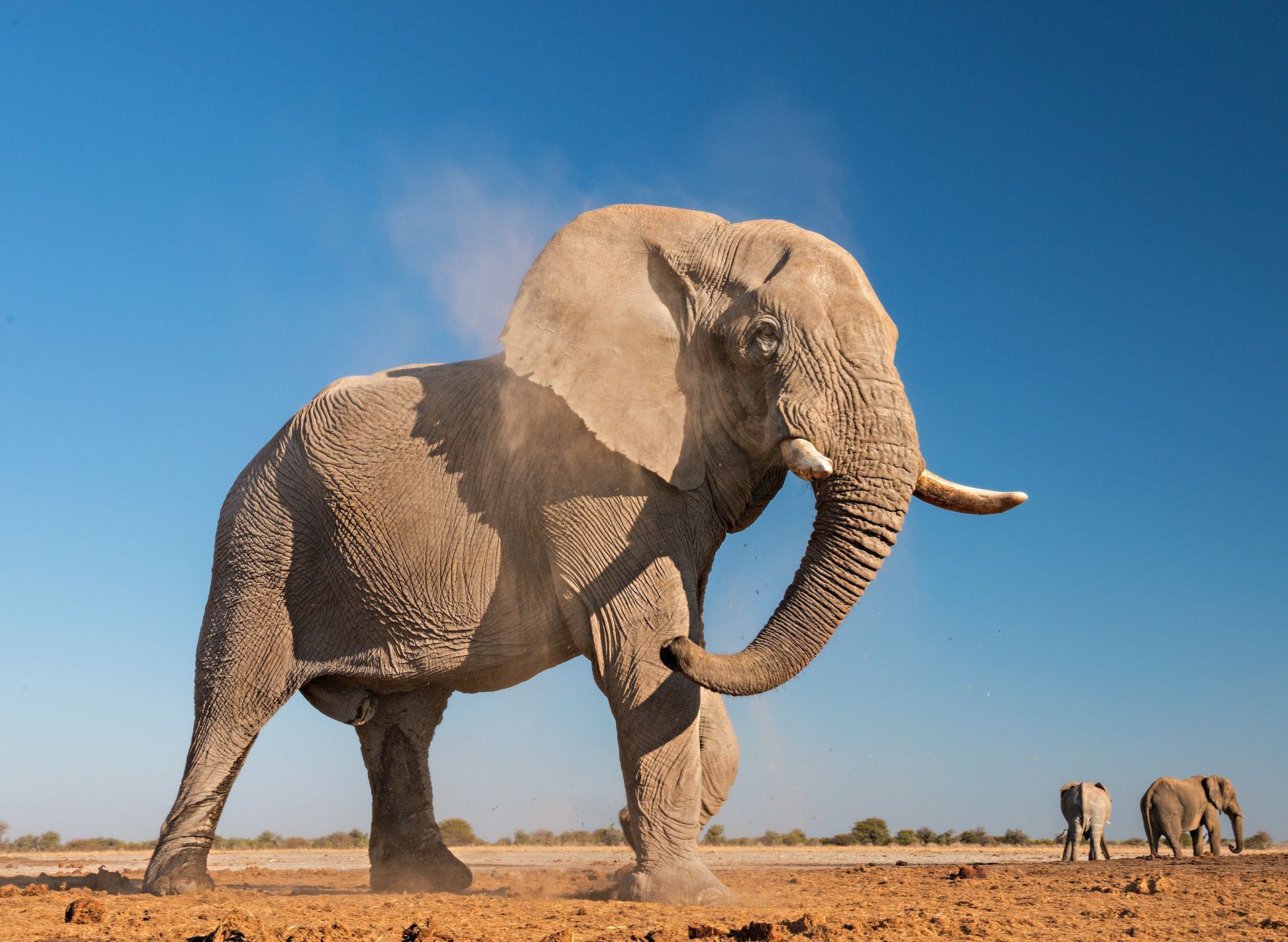 Africa travel - Gigantic African Elephant