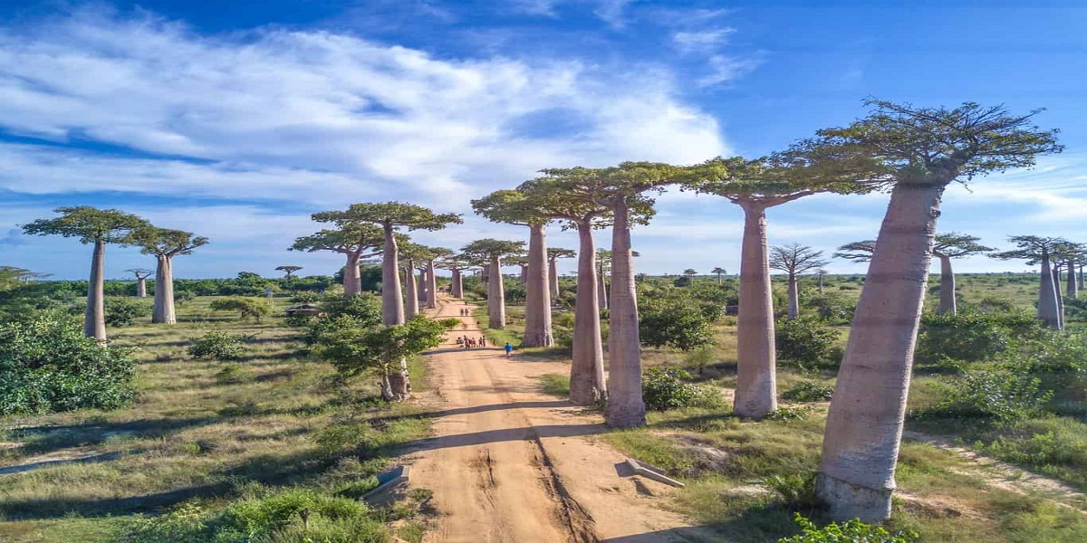 Avenue of the baobabs