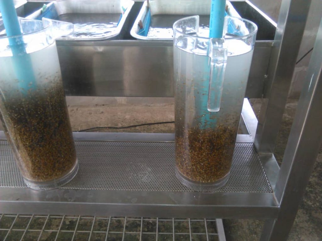 Fish farming in Tanzania - Fingerlings