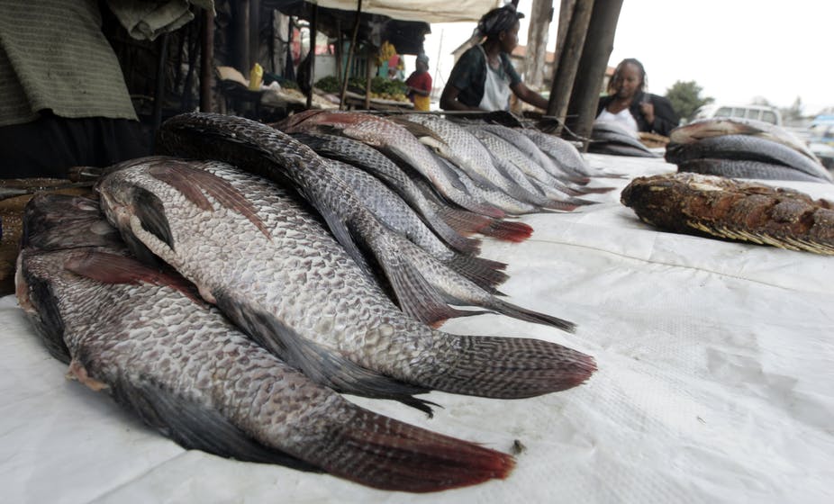 Fish farming in Tanzania - Tilapia
