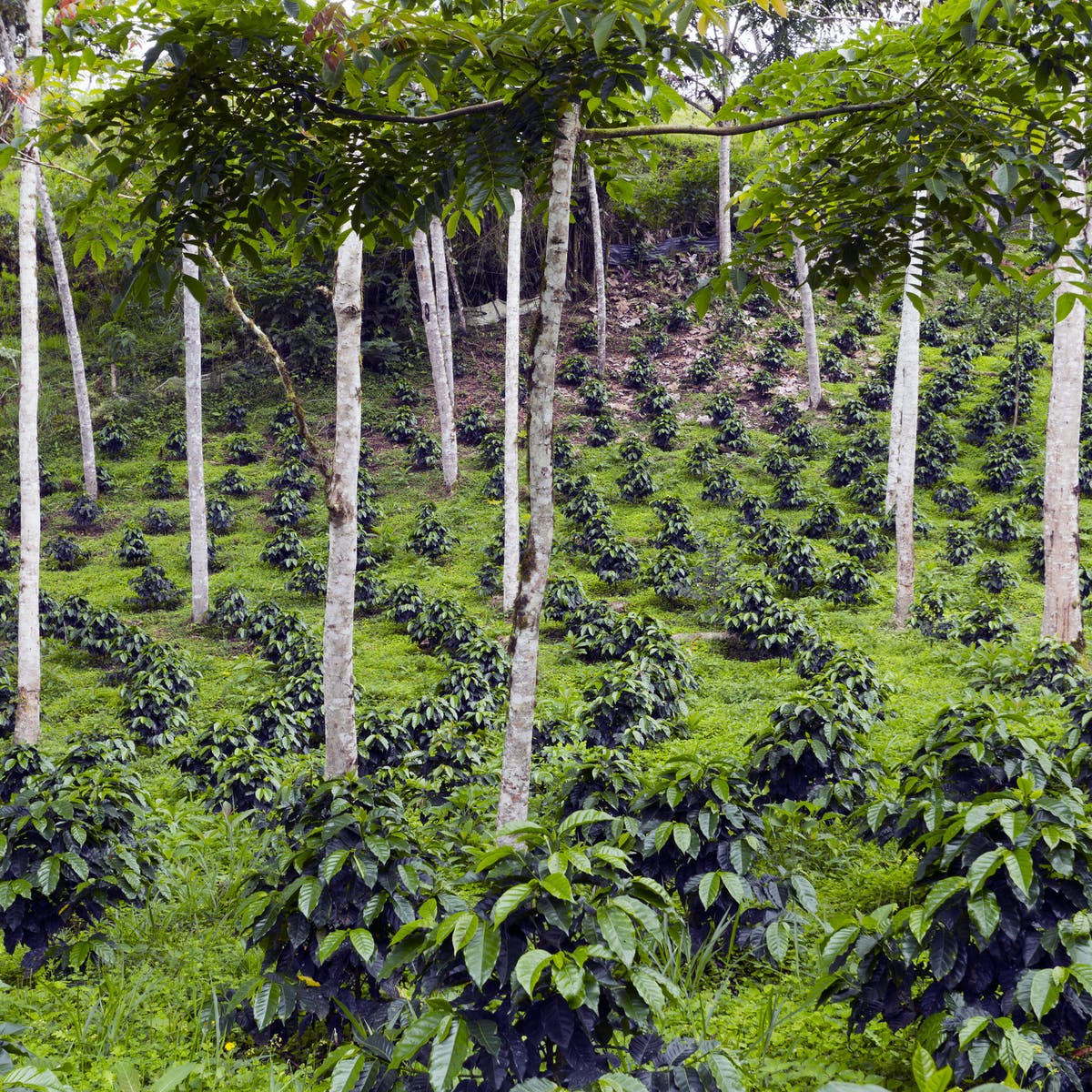 Can African Overcome Desertification Using This Creative Agricultural Practice? 4 This is intentional side by side planting of trees and crops (Photo credit: The Conversation)