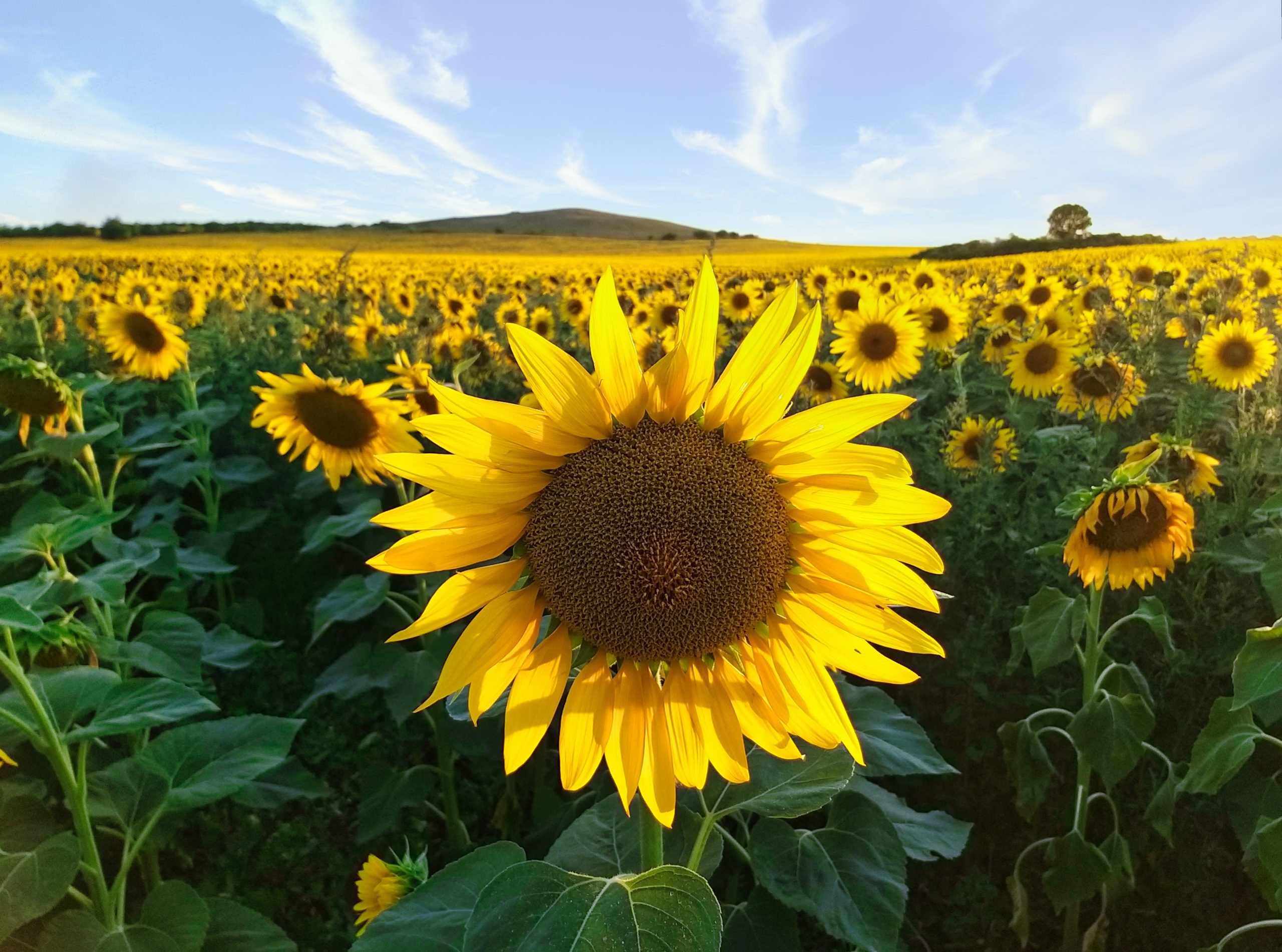 A sunflower plantation