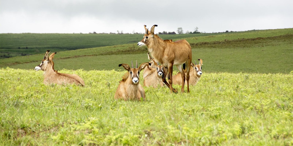 Roan antelopes at Nyika Plateau National Park