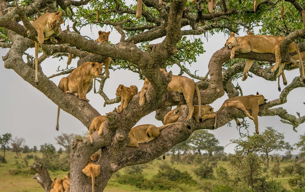 Lions on a tree at Serengeti National Park
