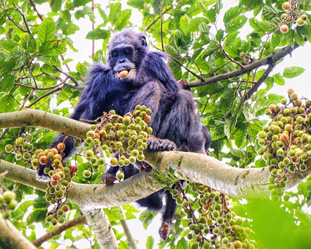 Chimpanzee at Nyungwe National Park