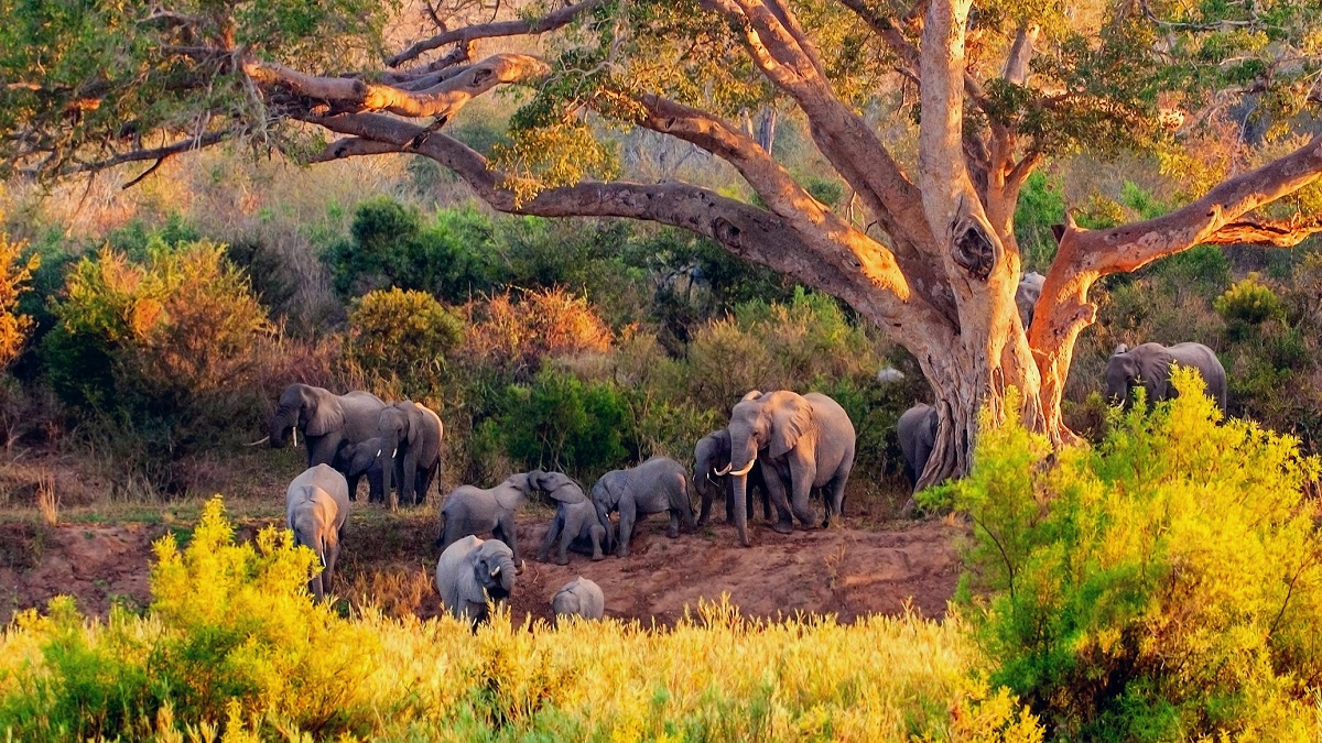 Elephants at Kruger National Park
