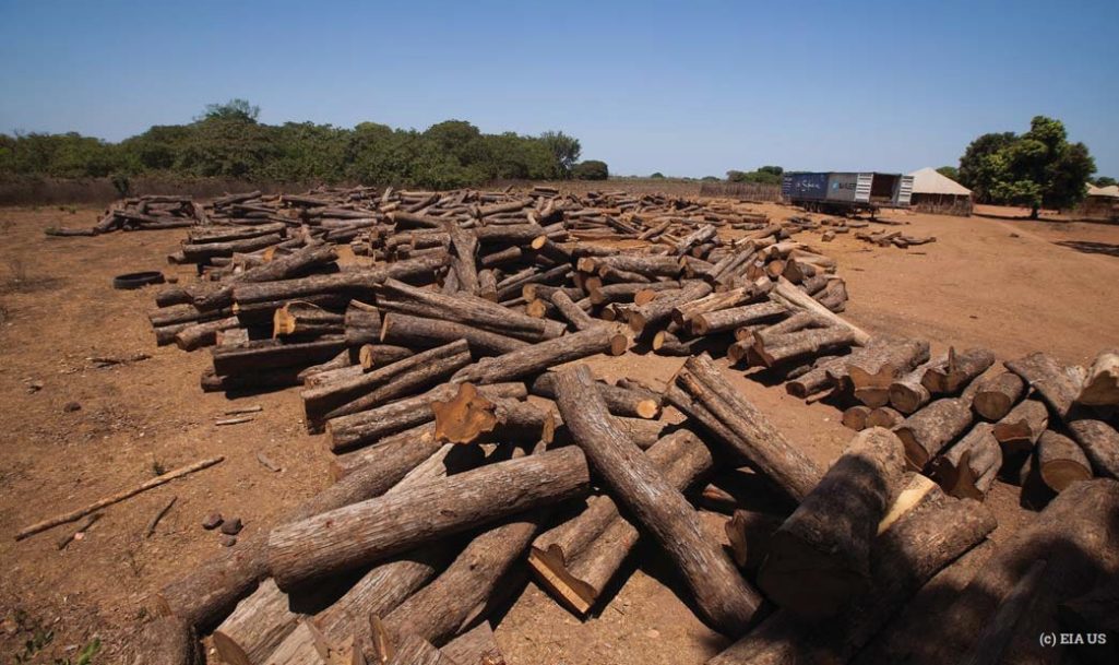 African rosewood is the most trafficked wildlife (Photo credit: Twitter/@EIA_News)