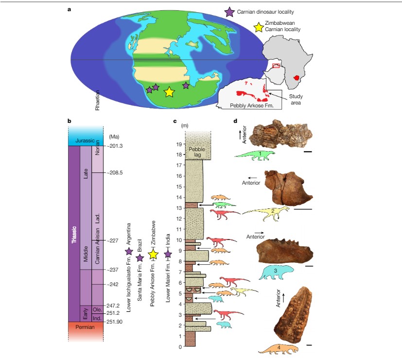 The new Zimbabwean assemblage is on the same palaeolatitudinal climatic belt as other Carnian dinosaur-bearing assemblages and has a similar taxonomic composition (Photo credit: Nature)