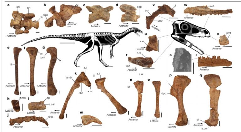 Scientists Unearth Africa’s Oldest Dinosaur Mbiresaurus Raathi In Zimbabwe