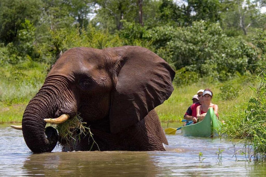 canoeing in okavango delta