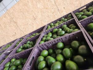 Investment Opportunities in Africa