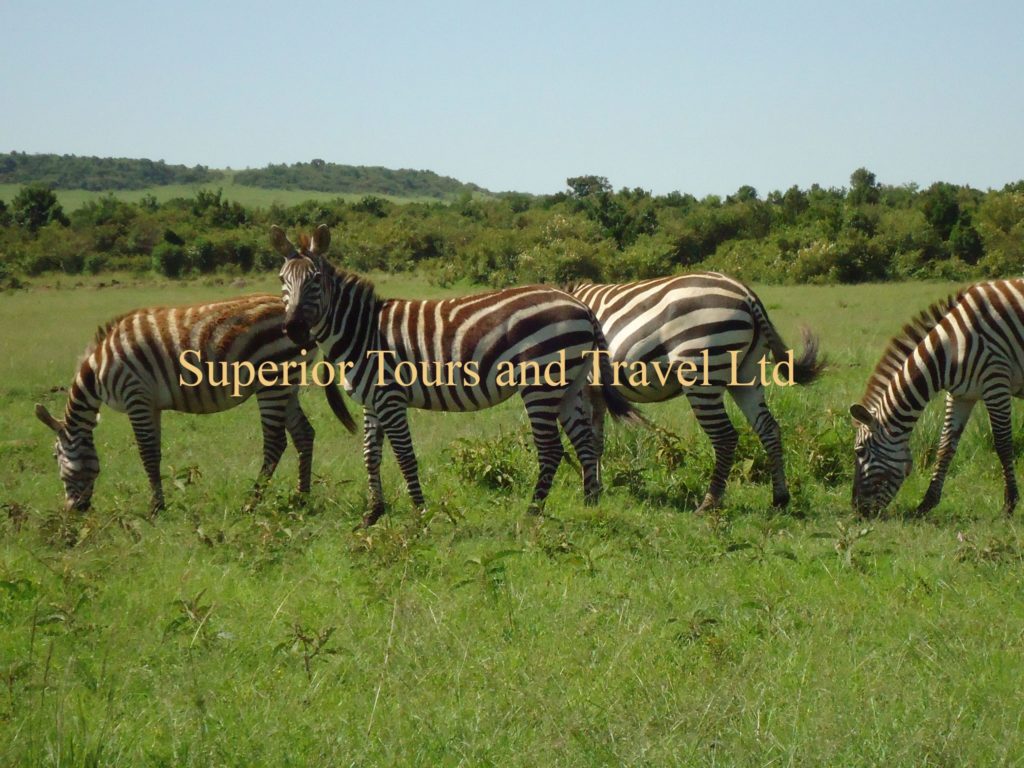 Superior Tours and Travel