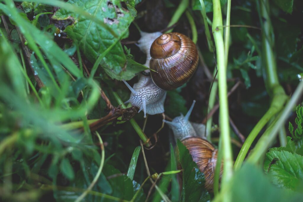 snail