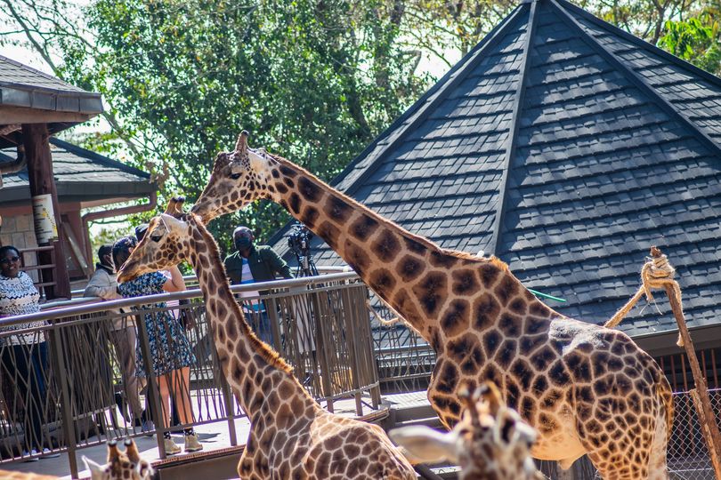 The Giraffe Centre