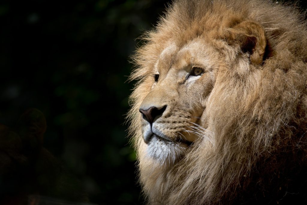 African success quotes are diverse and cut across every aspect of life