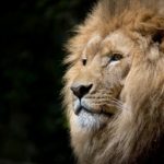 African success quotes for a positive start to the new year